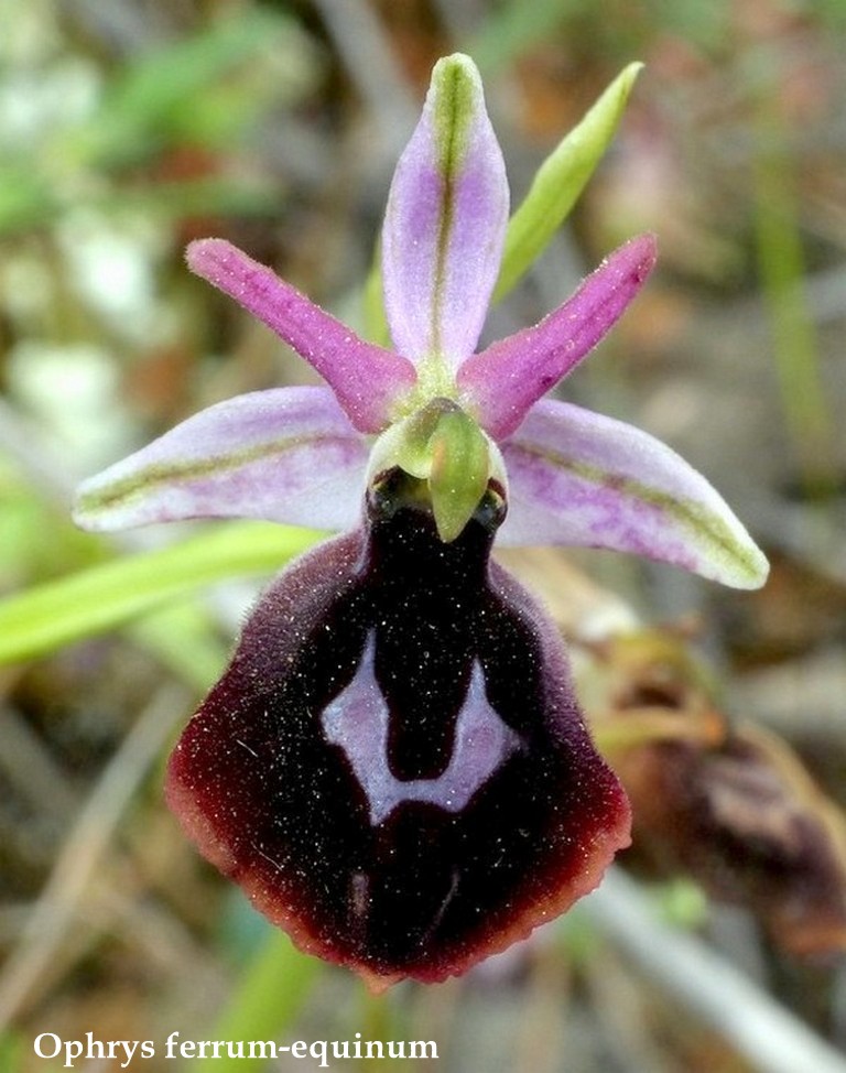 Grecia 23_25 aprile 2016  un fine settimana tra le orchidee.